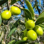 Verde Esmeralda: El Aceite de Oliva DOP Sierra de Segura