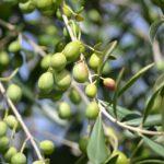 Antequera: Cuna del Oro Líquido Andaluz - Aceite de Oliva DOP