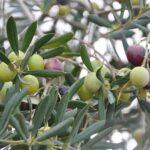 Campo de Montiel: Esencia de Castilla-La Mancha en Cada Gota - Aceite de Oliva DOP