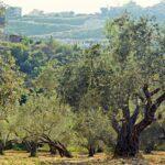 Gata-Hurdes: El Alma Verde de Extremadura - Aceite de Oliva DOP