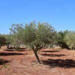 Alcaraz: El Oro Líquido de Castilla-La Mancha - Aceite de Oliva DOP